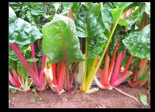 Northern Lights Mix 35 - 2K SEEDS Swiss Chard Heirloom intense colors Bulk