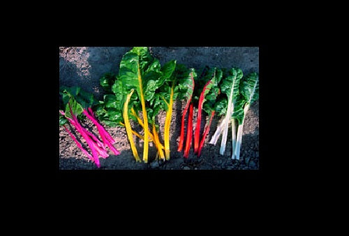 Northern Lights Mix 35 - 2K SEEDS Swiss Chard Heirloom intense colors Bulk
