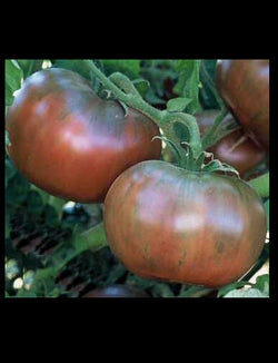 100 Cherokee Purple Tomato Seeds Rare Beautiful Heirloom black DELICIOUS Large