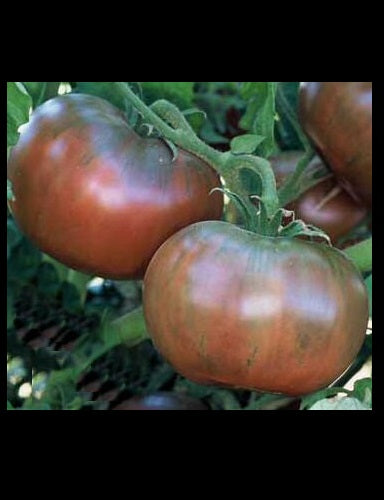 30 Cherokee Purple Tomato Seeds Rare Beautiful Heirloom black DELICIOUS Prolific