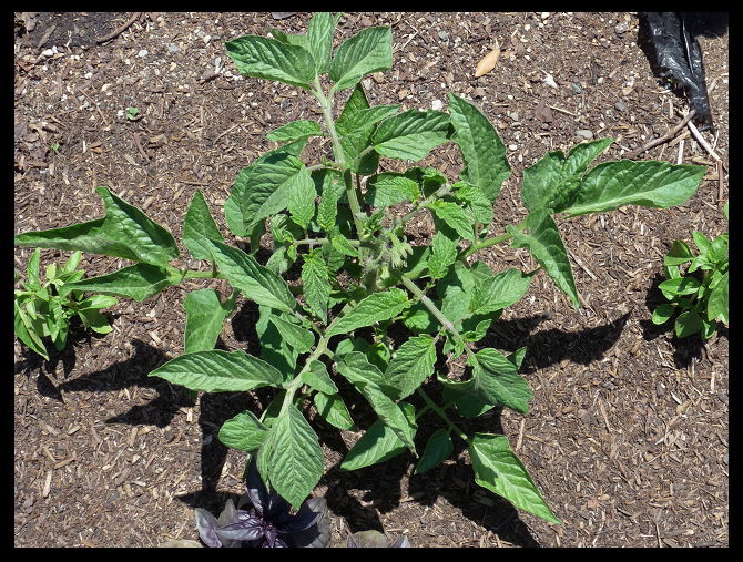 30 Cherokee Purple Tomato Seeds Rare Beautiful Heirloom black DELICIOUS Prolific