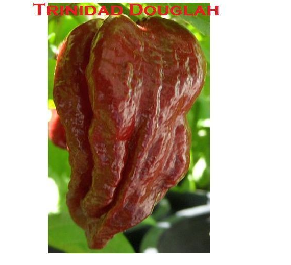 1000 seeds Chocolate/Brown Trinidad 7 pot/pod DOUGLAH EXTREME Hottest pepper RARE