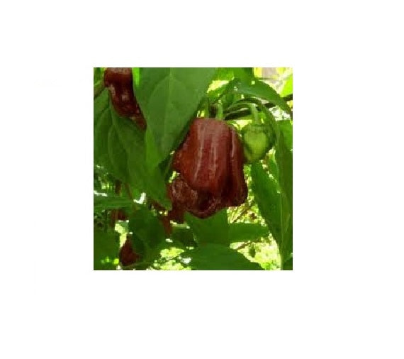 1000 seeds Chocolate/Brown Trinidad 7 pot/pod DOUGLAH EXTREME Hottest pepper RARE