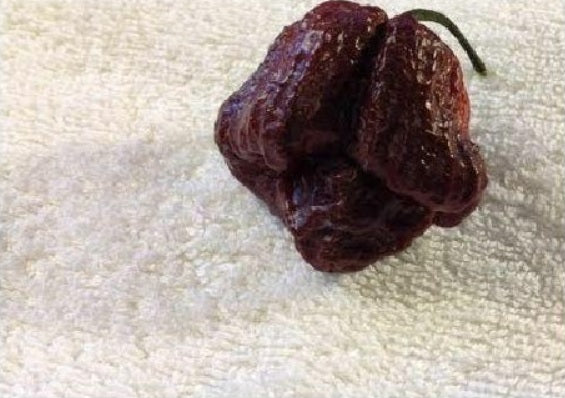 15 seeds Chocolate/Brown Trinidad Moruga Scorpion Hot pepper Extreme Rare Fresh