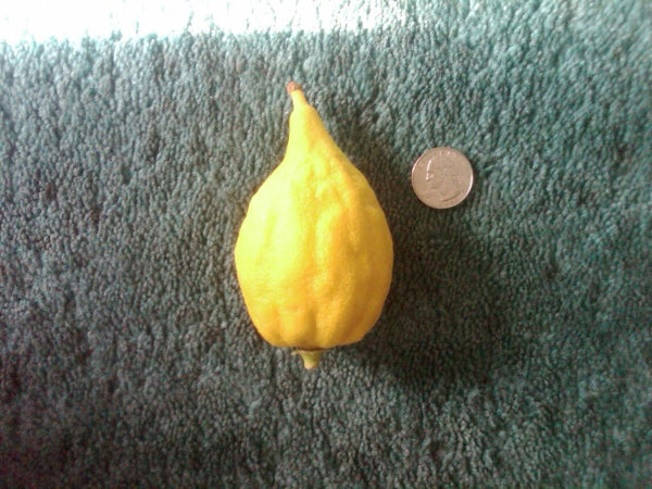 3 Live 4 - 7" inch Seedlings Citron Citrus Medica Etrog Esrog exotic Tree religious