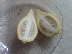 3 Live 4 - 7" inch Seedlings Citron Citrus Medica Etrog Esrog exotic Tree religious