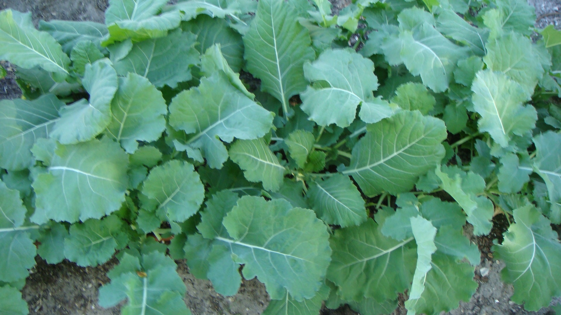3 (6) Live 5 - 8" inch Seedlings Georgia Southern Collards Green Health Hot/Cold