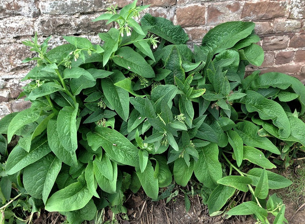 Comfrey Tea Concentrate Liquid Fertilizer Rich Macro/Micronutrients Cal Mag Compost Feed Foliar
