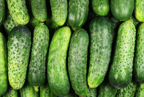 National Pickling Cucumber 25 - 400 Seeds Heirloom great for Dill pickles heavy yields