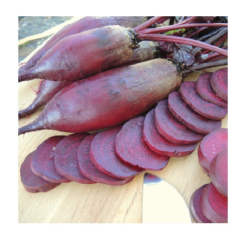Cylindra Long Red Beet root 50 - 4800 Seeds Heirloom Sweet & Delicious MORE SLICES