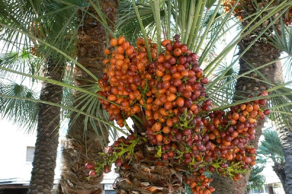 3 Live 8 - 12" inch Seedlings Medjool Dates Fruit Palm Tree Tropical