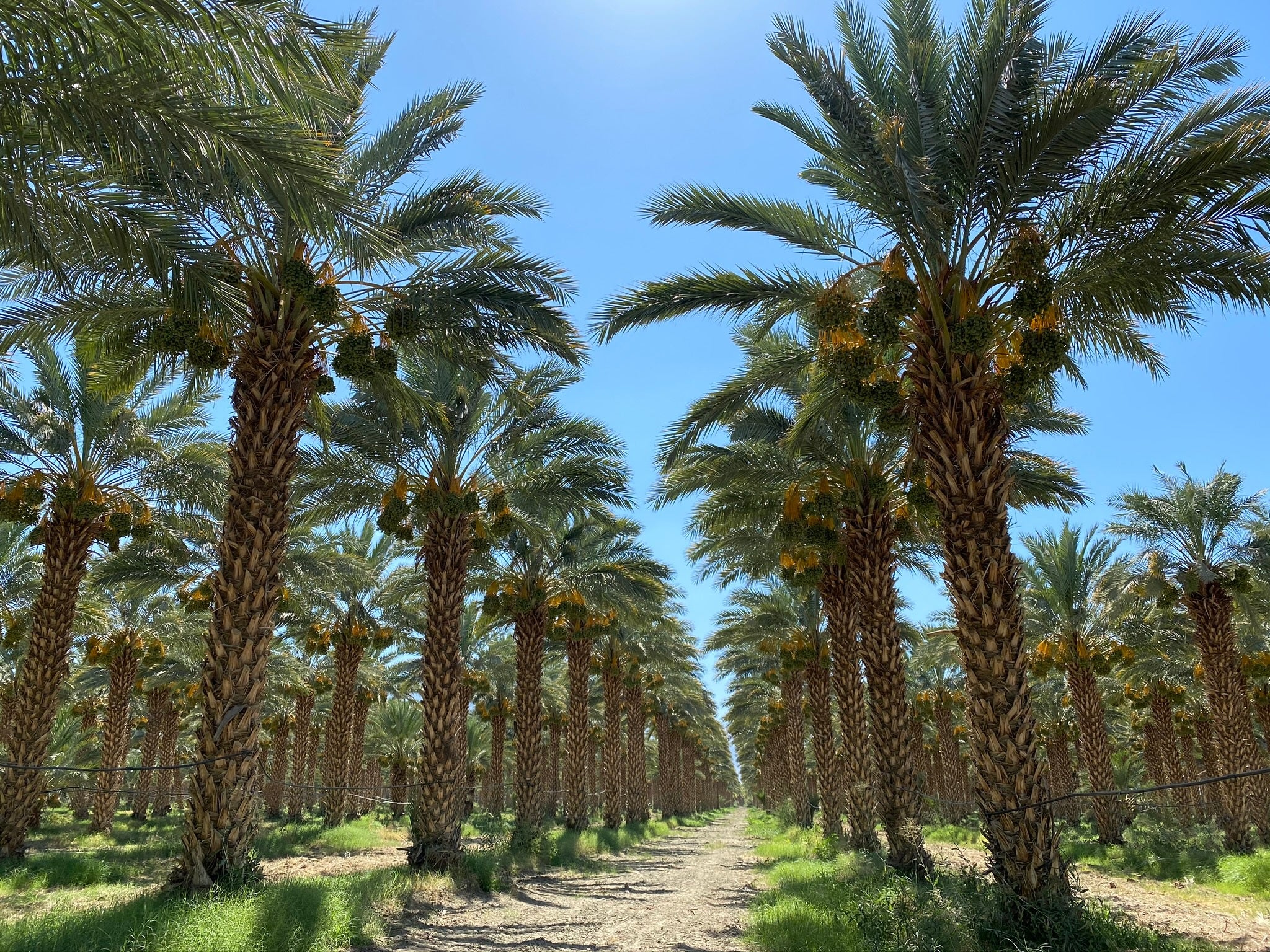 3 Live 8 - 12" inch Seedlings Medjool Dates Fruit Palm Tree Tropical