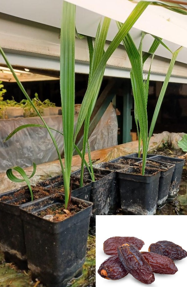 3 Live 8 - 12" inch Seedlings Medjool Dates Fruit Palm Tree Tropical