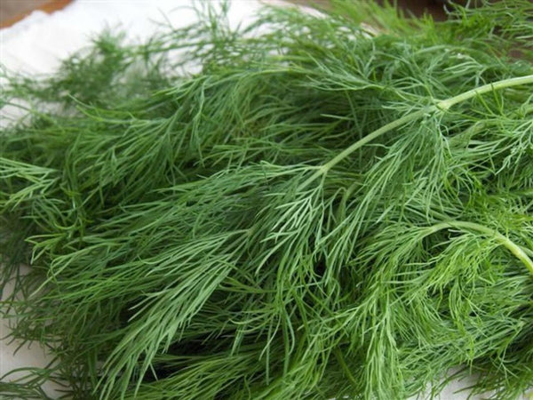 3 (6) Live 3 - 6" inch Seedlings DILL Long Island Mammoth Fresh Herb culinary