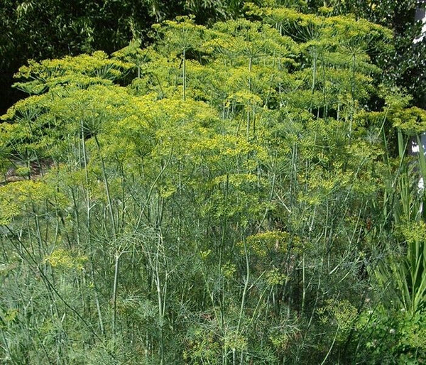 3 (6) Live 3 - 6" inch Seedlings DILL Long Island Mammoth Fresh Herb culinary