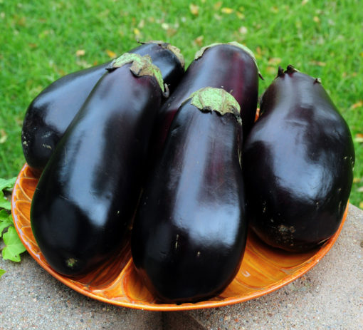 Black Beauty Eggplant 25 Seeds popular Heirloom with Big Yields Aubergine
