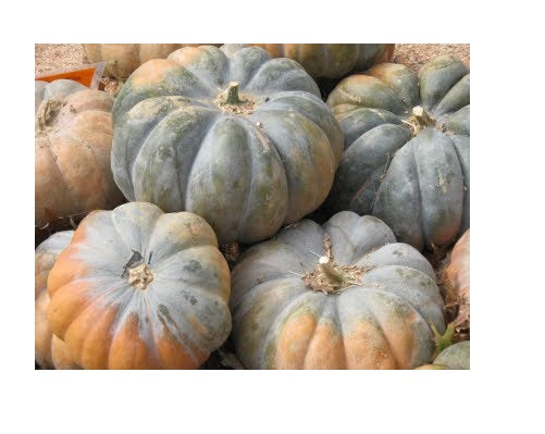 10 Seeds Musque De Province Pumpkin Heirloom Big Beautiful