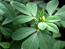 FENUGREEK Herb Seeds heirloom trigonella foenum-graecum Hu Lu Ba Methi Semen