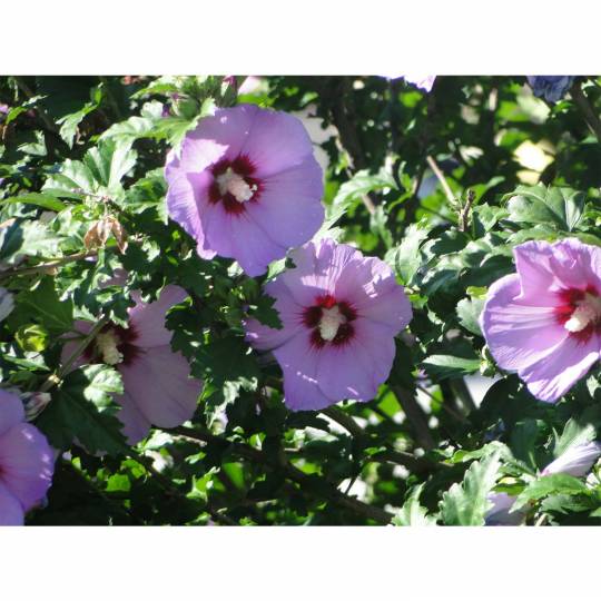 Hibiscus Minerva Rose of Sharon Flower 10 - 200 Seeds Beautiful Pink Shades Ornamental