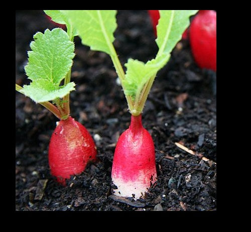 50 Seeds French Breakfast Radish Heirloom long delicious garden only 30 days!