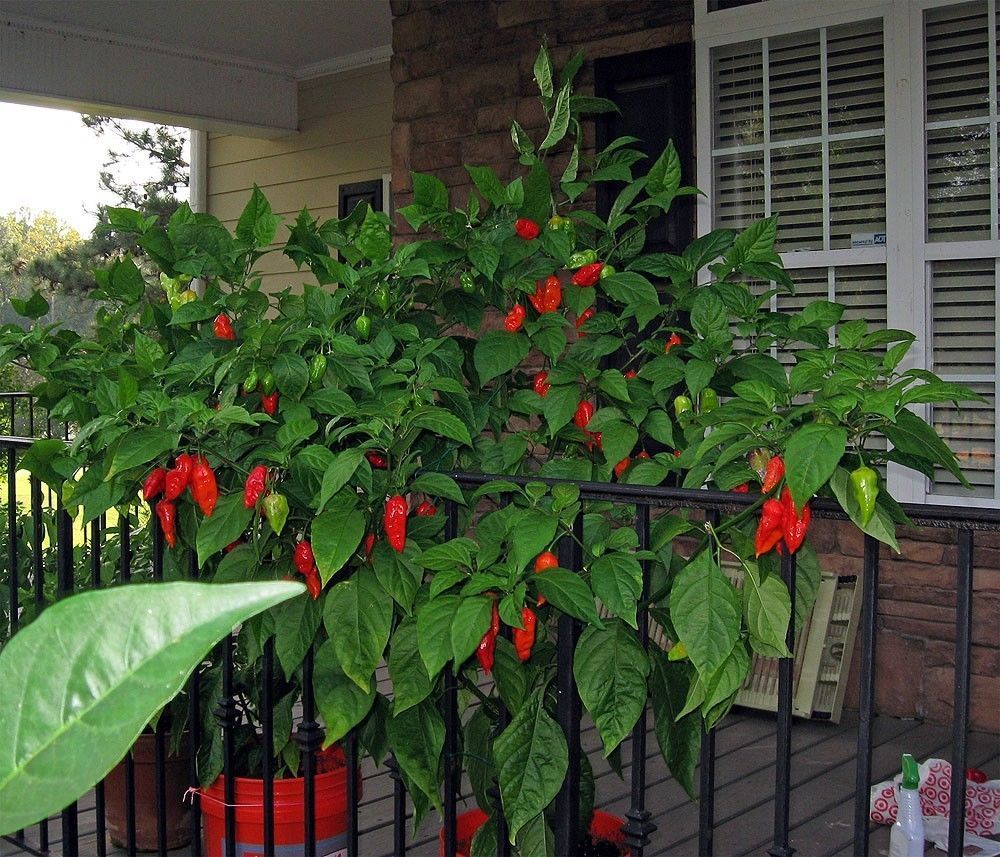 Pre-Order 32 8"-12" Red Ghost Bhut Jolokia Pepper Plants