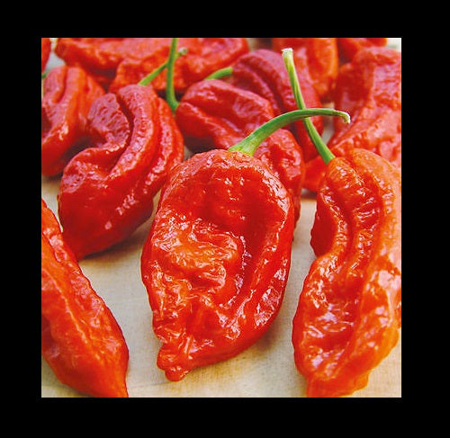 1000 Red Bhut Jolokia Seeds Ghost Pepper HOT Chilli 900K-1M+ SHUS Bulk Wholesale