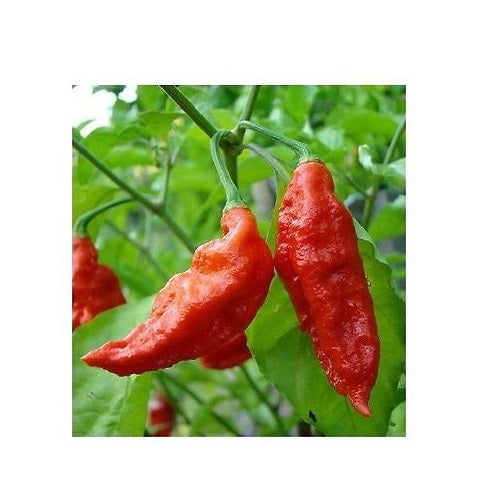 1000 Red Bhut Jolokia Seeds Ghost Pepper HOT Chilli 900K-1M+ SHUS Bulk Wholesale