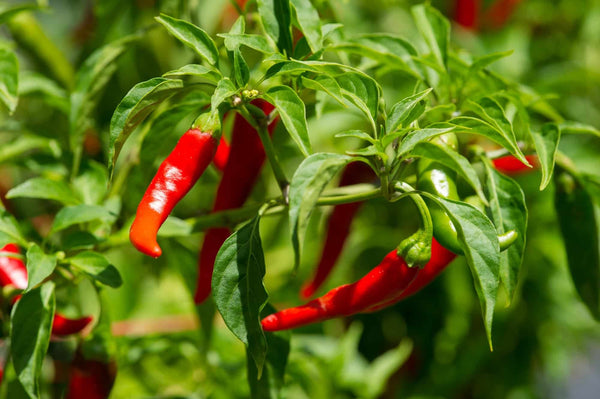 Cayenne Long Slim Pepper 15 - 50 - 500 Seeds Heirloom Red hot chili