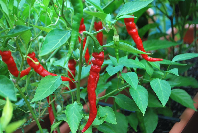 Cayenne Long Slim Pepper 15 - 50 - 500 Seeds Heirloom Red hot chili