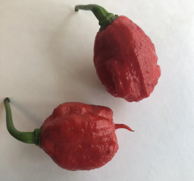 10 seeds Dragons Breath Super Hot Chili Pepper 2.48 Million SHU!! WORLD RECORD