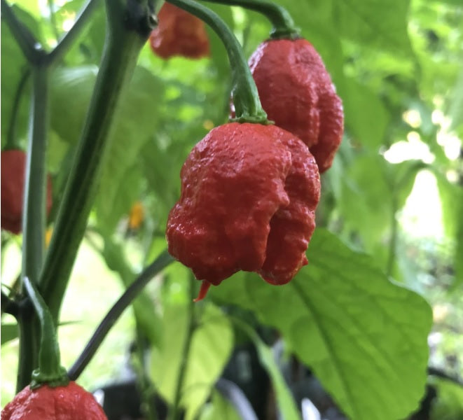 10 seeds Dragons Breath Super Hot Chili Pepper 2.48 Million SHU!! WORLD RECORD