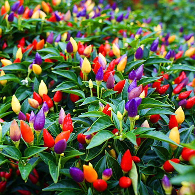 Numex Twilight 20 - 400 Seeds Hot pepper Heirloom Container Rare ornamental