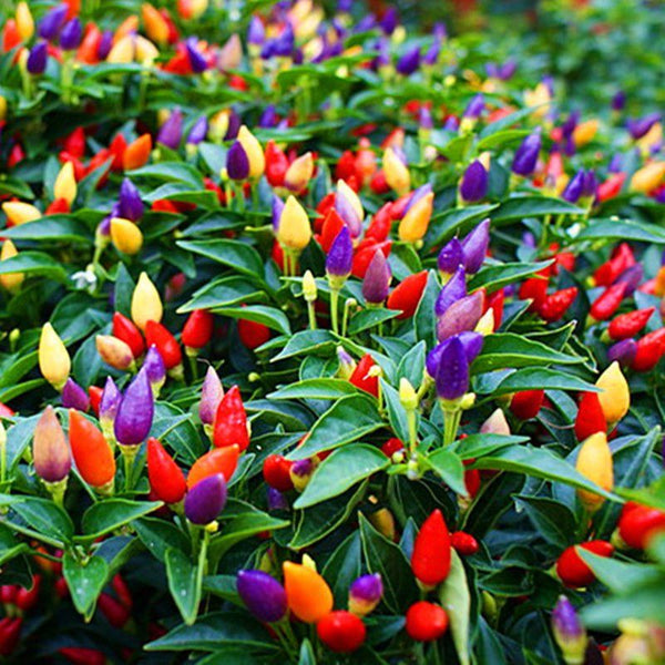 3 Live 4 - 7" inch Seedlings Numex Twilight Hot Pepper Colorful Ornamental Rare