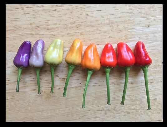 1 Live 16 – 20" inch Plant Numex Twilight hot chili pepper Colorful Ornamental rare heirloom