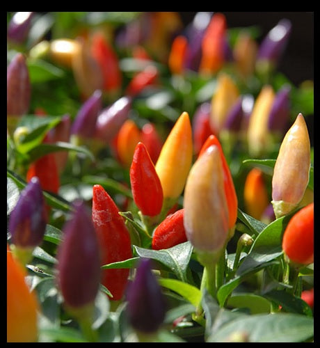 3 Live 4 - 7" inch Seedlings Numex Twilight Hot Pepper Colorful Ornamental Rare