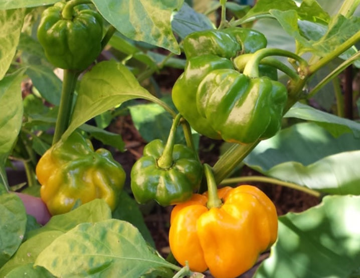 Yellow Trinidad CONGO 10 Seeds Prolific Rare Heirloom fruity flavor Huge PODS!!!