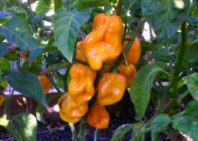 Yellow Trinidad CONGO 10 Seeds Prolific Rare Heirloom fruity flavor Huge PODS!!!