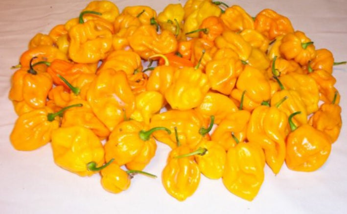 Yellow Trinidad CONGO 10 Seeds Prolific Rare Heirloom fruity flavor Huge PODS!!!