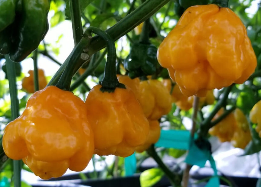 Yellow MOA Scotch Bonnet 15 Seeds Hot Pepper Jamaican Prolific Rare Ministry of Agriculture