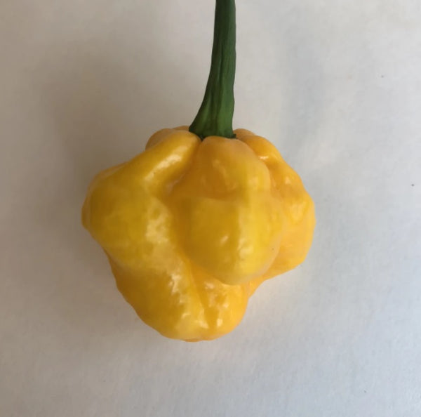 Yellow MOA Scotch Bonnet 15 Seeds Hot Pepper Jamaican Prolific Rare Ministry of Agriculture