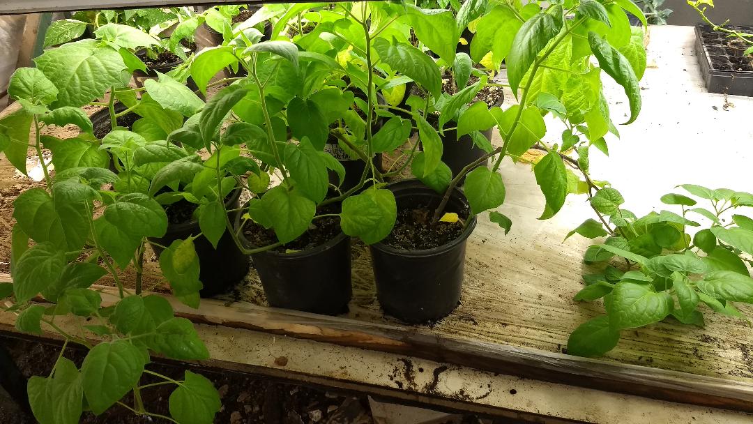 1 Live 18 – 24" inch Plant Husk Ground Cherry Cape Gooseberry Sweet Tart