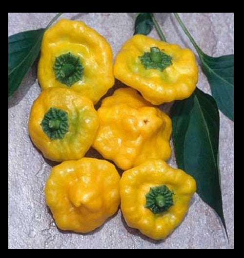 3 Live 3 - 6" inch Seedlings Jamaican Yellow Scotch Bonnet Hot Chili Pepper Rare Heirloom