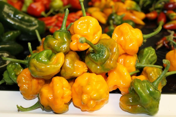 1 Live 17 – 22" inch Plant Jamaican yellow Scotch Bonnet hot chili pepper rare heirloom