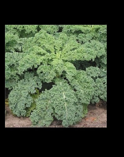 3 Live 4 - 7" inch Seedlings BLUE CURLED VATES KALE Delicious Healthy Scotch