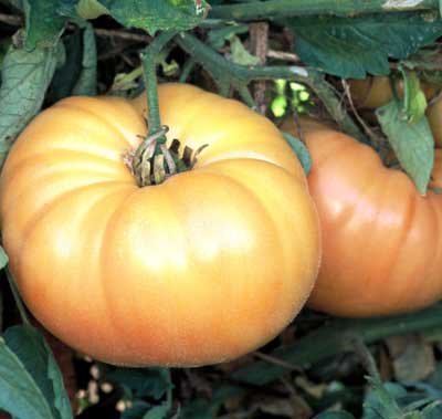 Kentucky Beefsteak Tomato 30 - 2000 Seeds Orange fruit up to 2+ lbs! rare Heirloom
