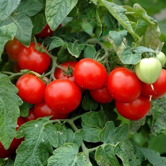 3 Live 4 - 6" inch Seedlings Large Red Cherry Tomato Heirloom spreading clusters