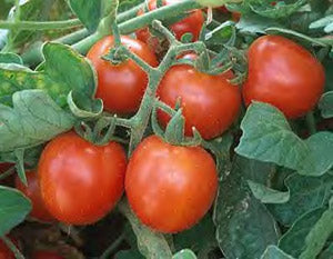 3 Live 4 - 6" inch Seedlings Large Red Cherry Tomato Heirloom spreading clusters