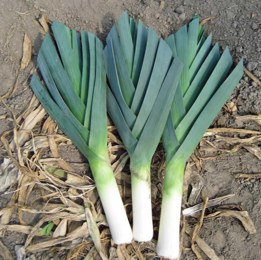 American Flag Leek 200 - 40K Seeds Cold Hardy! Heirloom Non GMO Sweet Northeast Garden