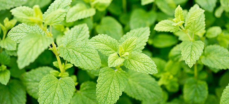 3 (6) LIVE 6 - 10" Seedlings Lemon Balm Herb Heirloom REPELS MOSQUITOS Melissa Officinalis