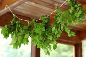 3 (6) LIVE 6 - 10" Seedlings Lemon Balm Herb Heirloom REPELS MOSQUITOS Melissa Officinalis